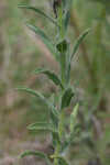 Soft goldenaster